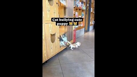 Cat bullying cute puppy 🐶😹