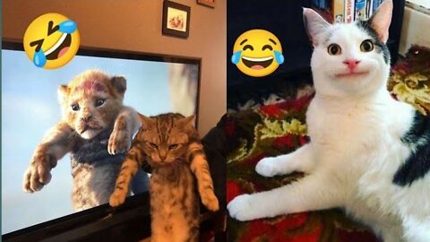 Fall In Love With Funny Cats That Make You Laugh All Night 2022