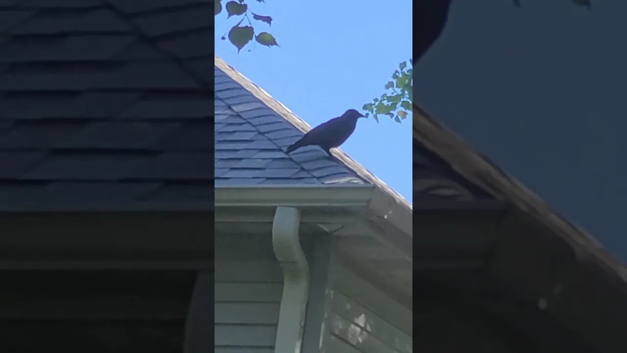 roof crow #shorts