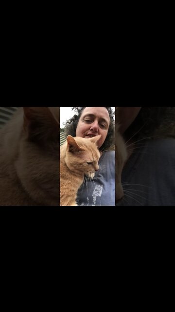 Cuddly Ginger Cat 🐈 💕