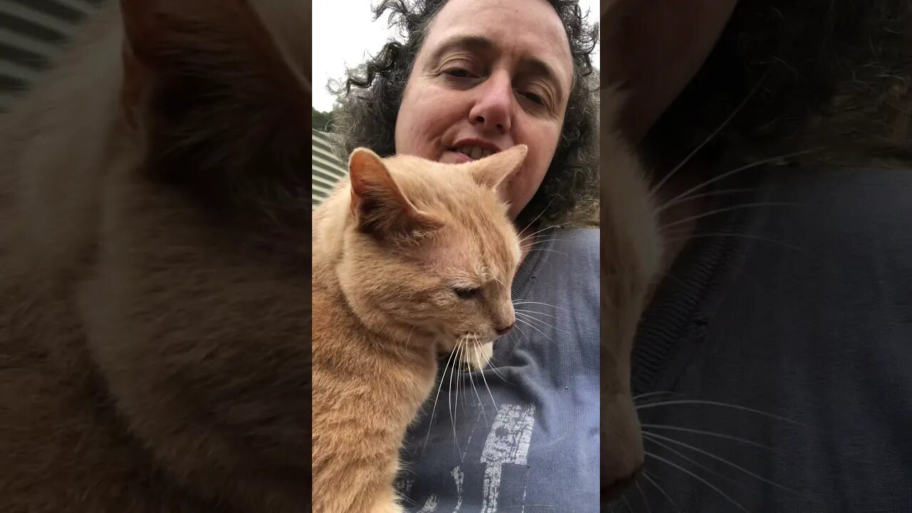 Cuddly Ginger Cat 🐈 💕