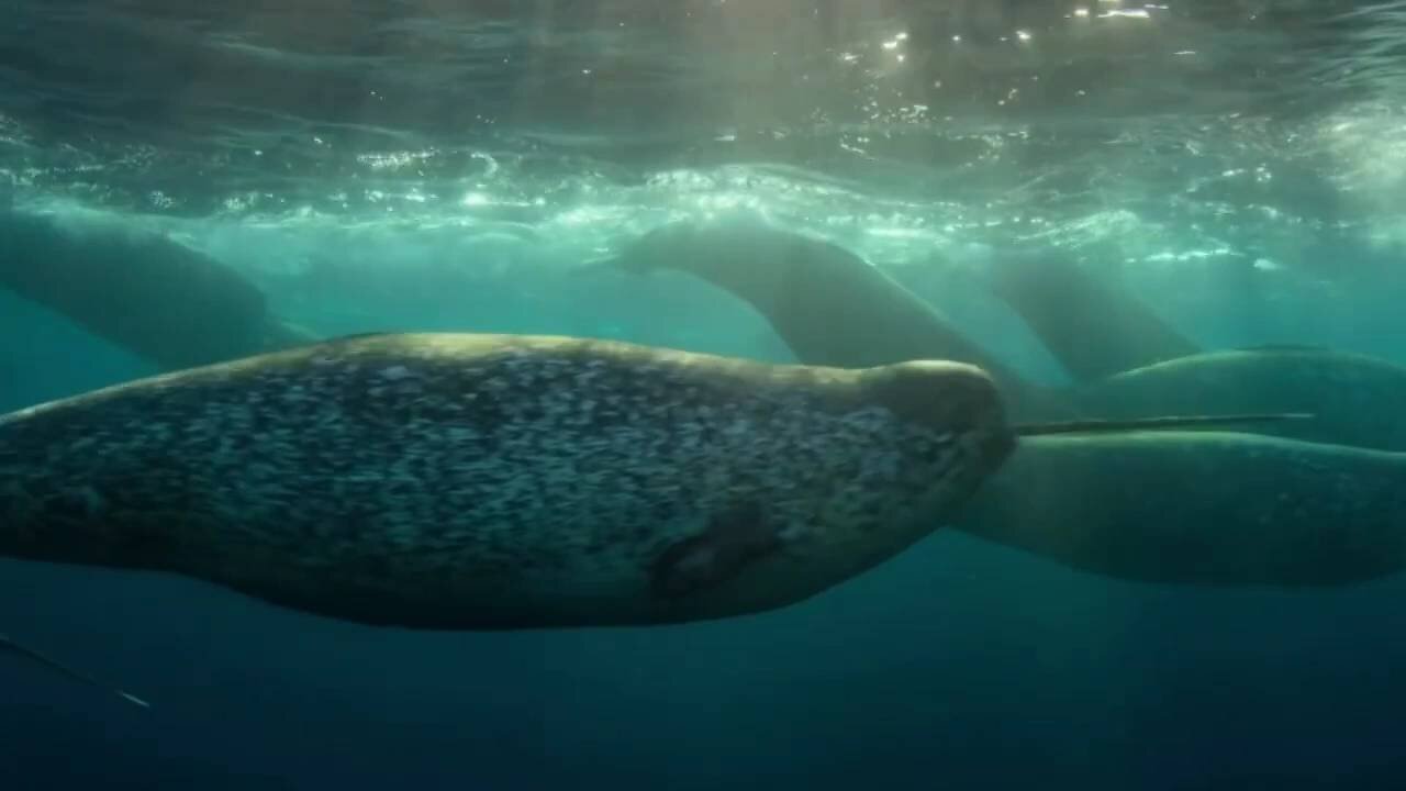 Narwhal or Narwhale Video