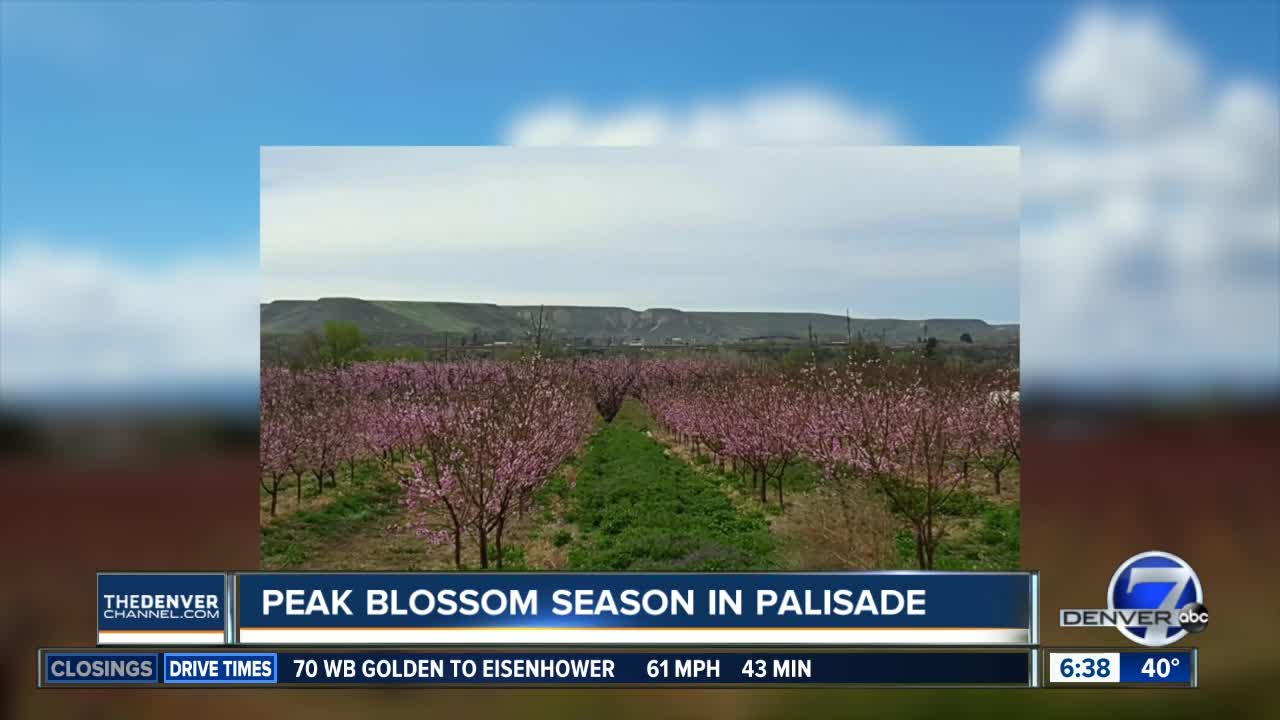 Bloom peaking in Palisade