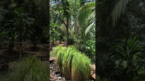 Gold Coast Regional Botanic Gardens #4k #travel #qld #australiancity #queensland #love #city