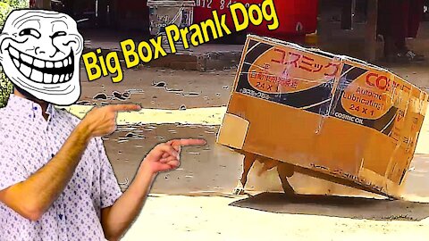 Big Box Prank Sleeping dog funny video 2021