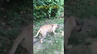 Hunting a ground hog. Jubie at becky house LonelyCreek dogs