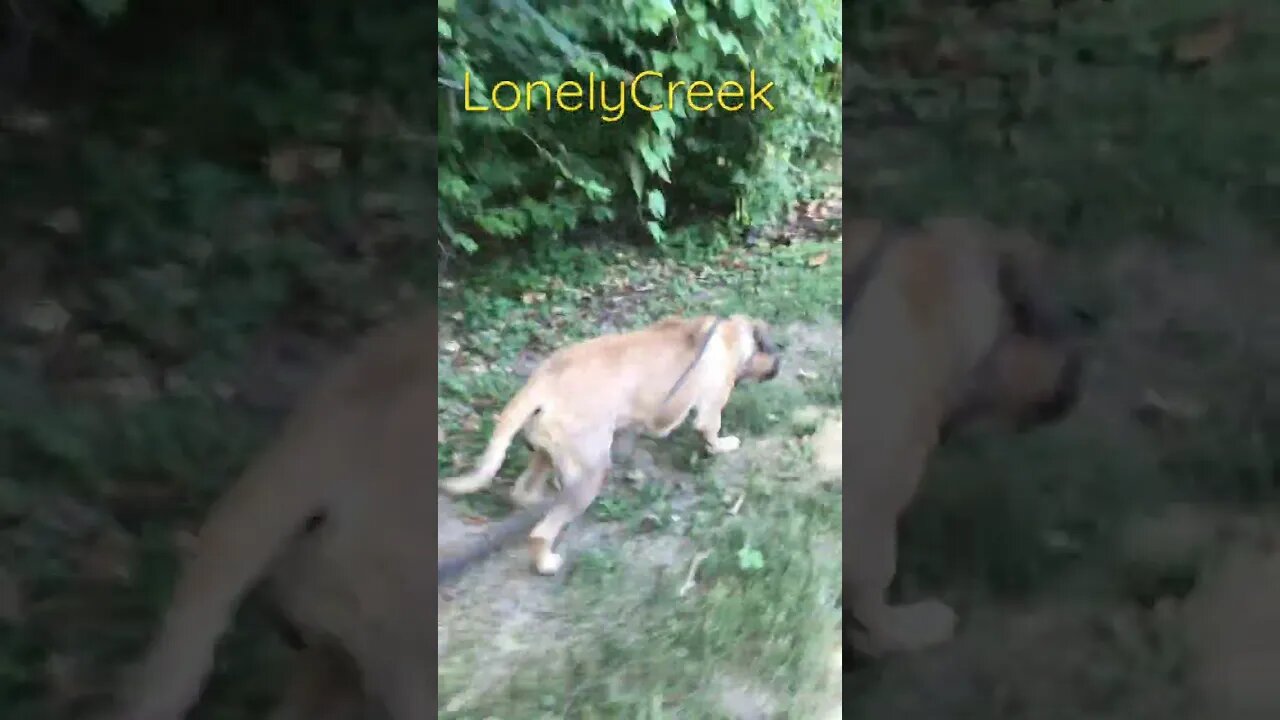 Hunting a ground hog. Jubie at becky house LonelyCreek dogs