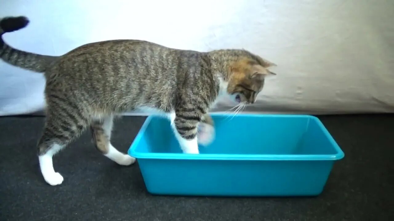 Kitten Plays with Mouse in Plastic Basin