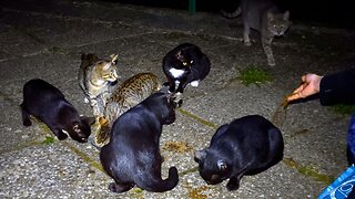 Wild Kittens Are Getting Brave! - Feeding Stray Cats