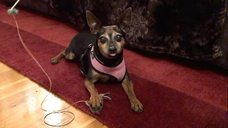 Confused doggy goes nuts for cat toy