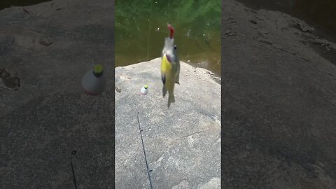 First fish of the day! Bluegill! #fishing #outdoors #nature