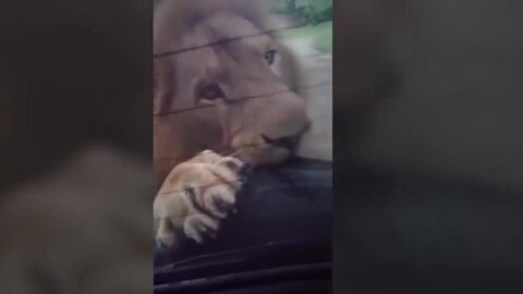 Angry attack from Lion