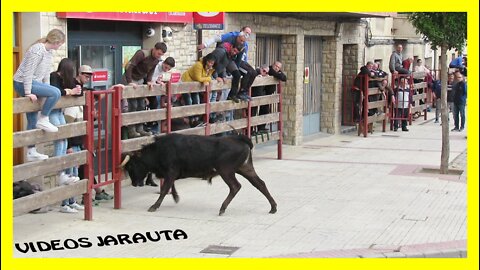 VALTIERRA ( NAVARRA ) TARDE 1ª HORA VACAS CALLE ( DOMINGO 24 ABRIL 2022 ) GNAD.SANTOS ZAPATERIA