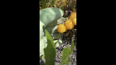 Cherry Tomato Harvest