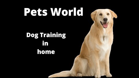 Learn How to train your dog or puppy .