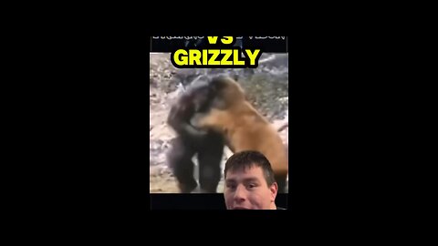 Bigfoot wrestling a grizzly bear