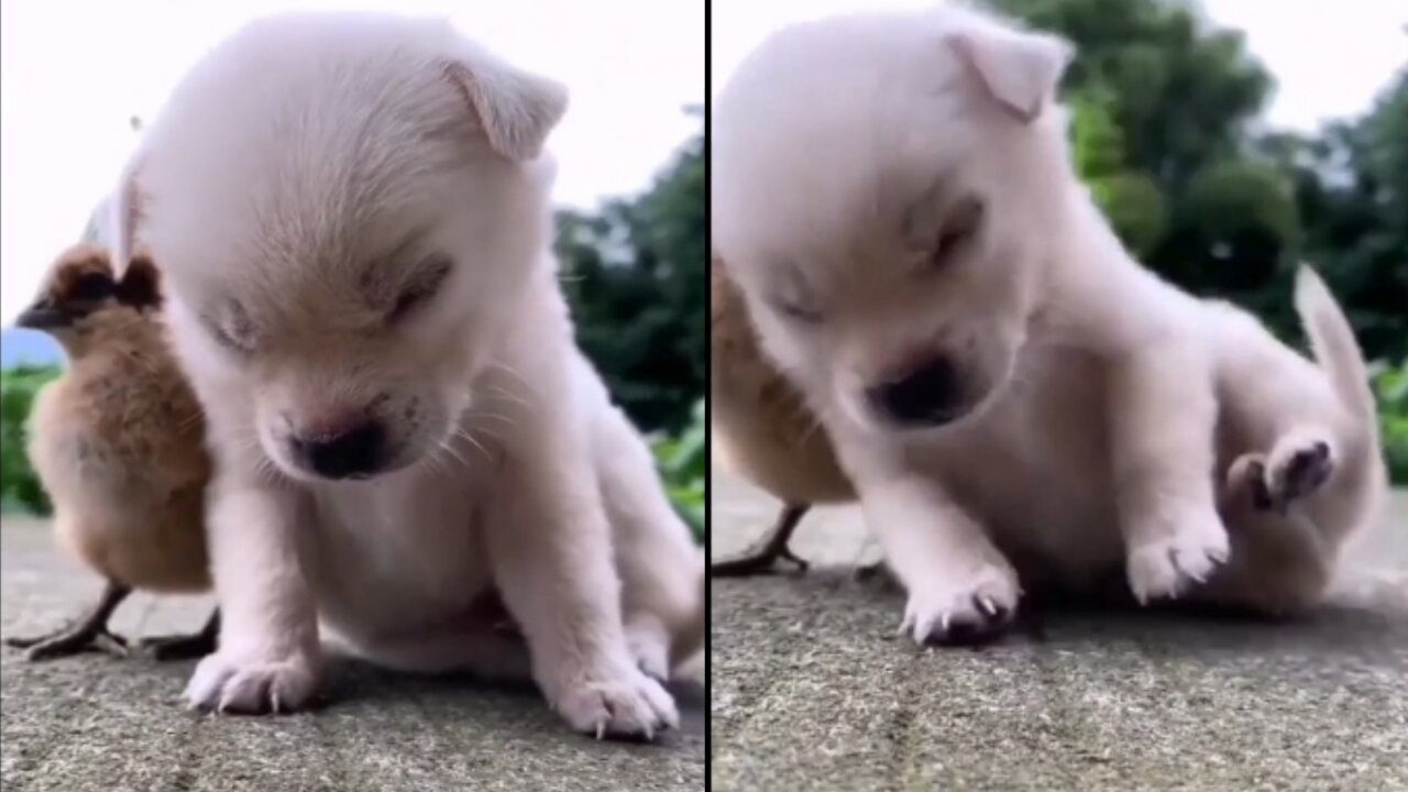 Puppy try to sleep on chick