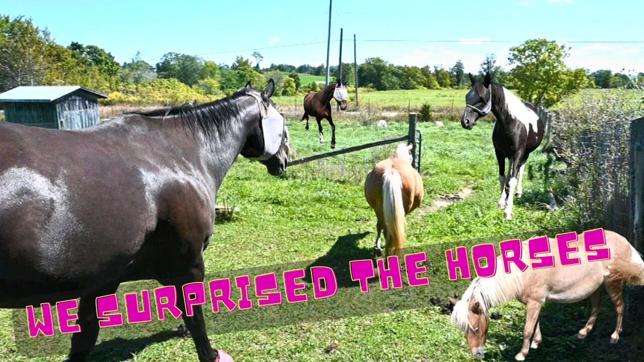 We Surprised The Horses And They All Came Running!