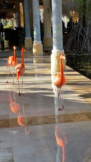 Flamingo’s strolling through the Resort