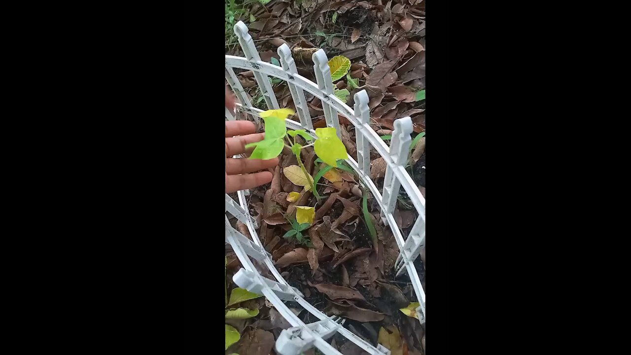 FRUIT TREES