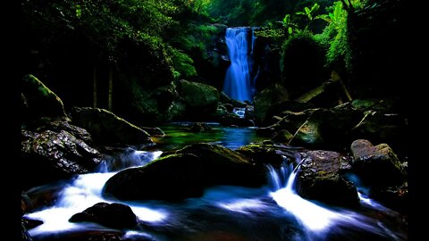 Relaxing Day Music: Forest Birds