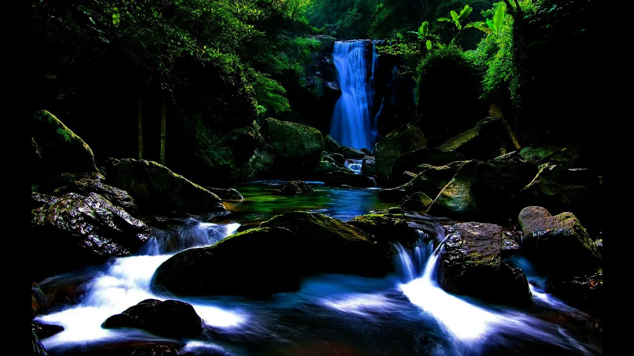 Relaxing Day Music: Forest Birds