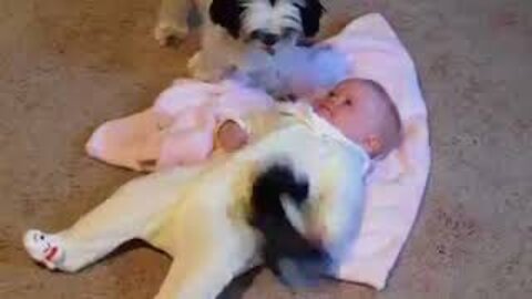 Cute Babies and Dogs