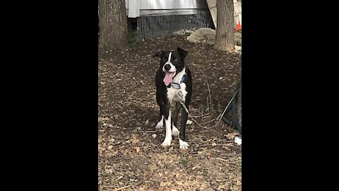 Callie dog playing ball