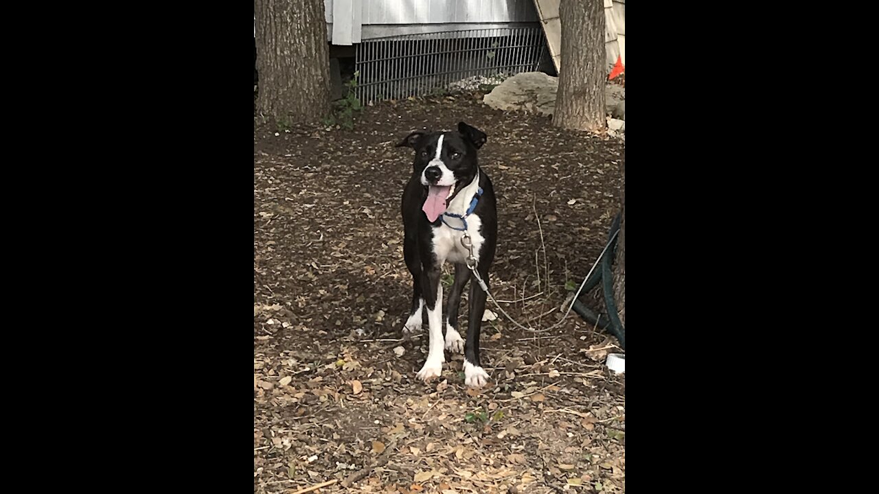 Callie dog playing ball