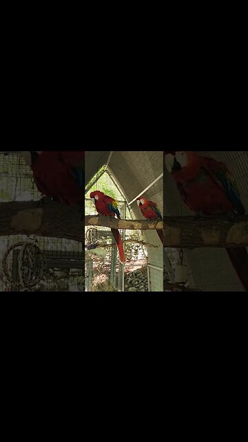 macaws pacing #pigeonforgetn