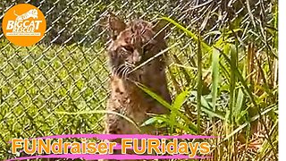 FUNdraiser FURiday with Operations Manager Afton! 03 24 2023