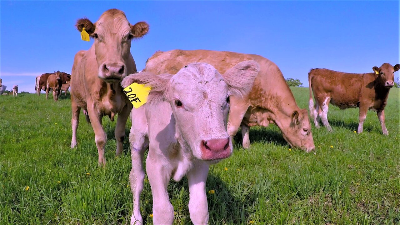 Newborn calf and his mother curiously check out a new farm visitor