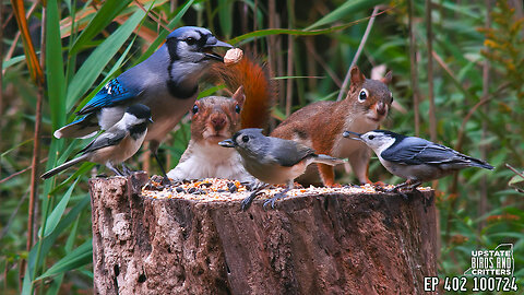 Upstate Birds And Critters: Ep 402 — 100724 Cat TV Dog TV
