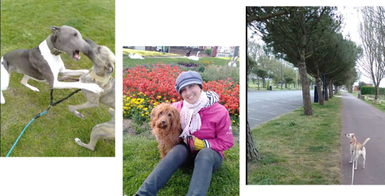 Walking Sibling Dogs, A Sniffer Dog & A Puppy Who Wins Races