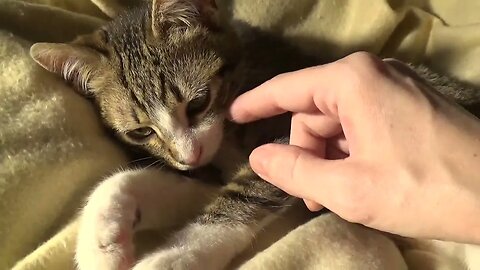 Tickling the Cat's Nose