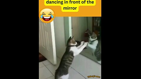 How happily the cat dances in front of the mirror🤣😂 trending video