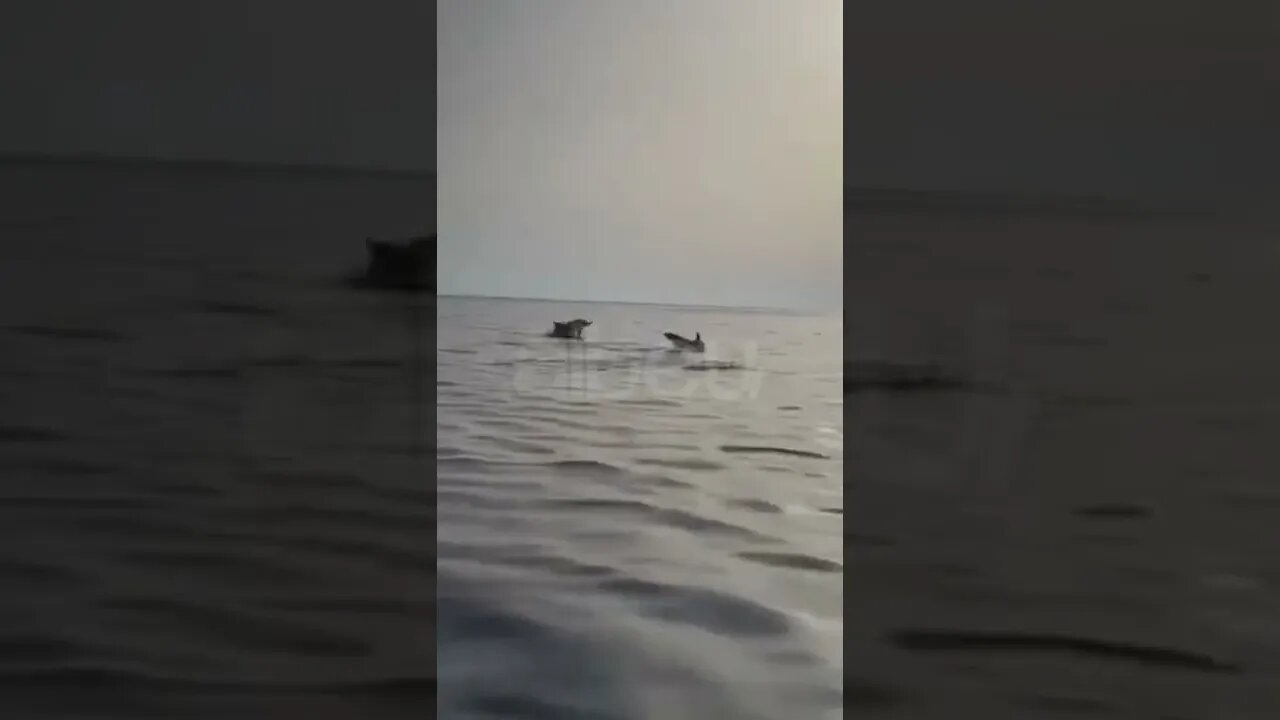 Nje familje delfinesh dhurojne spektakel ne gjirin e Vlores, pamjet jane te mrekullueshme