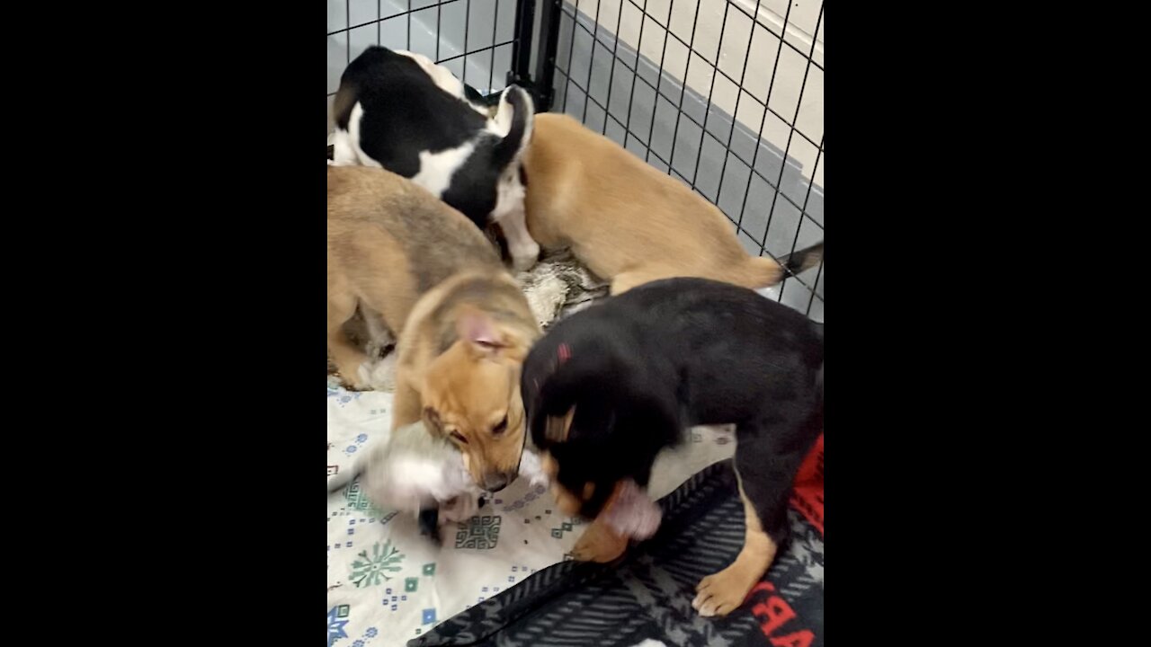 Puppy tug-a-wars!