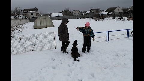 Dog Plays With Children in the Snow