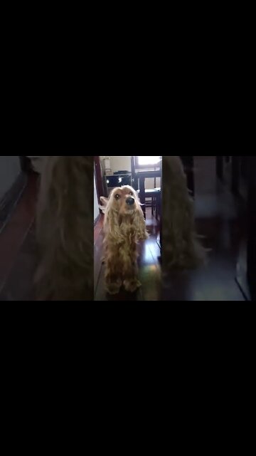 #dogshow, #amimals, #dogs, #shorts