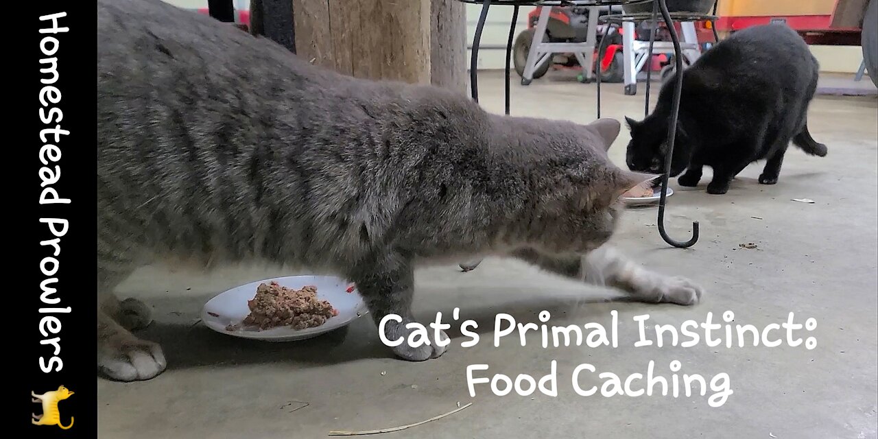 Homestead Cat Hides Food From His Colony Mate