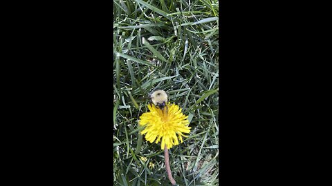 Bumblebee on a dandelion