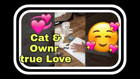 cat & ownr true love , short videos , cat love