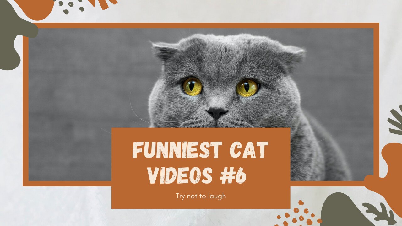 Funniest Cat Video Compilation: Try Not To Laugh Part #6 2021 😺👯