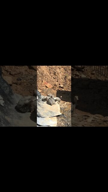 Guinea Fowl Keets Sunbathing 10-11 weeks old Part I