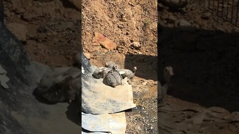 Guinea Fowl Keets Sunbathing 10-11 weeks old Part I