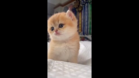 Cute Cat & Funny Cats #shorts #cats #cute #viral #funny