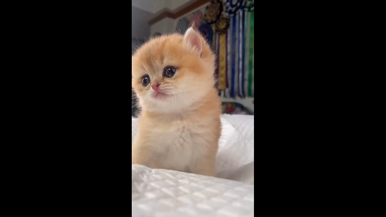 Cute Cat & Funny Cats #shorts #cats #cute #viral #funny