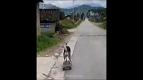 dog 🐕 funny video 🤣