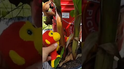 Retro video: Chopstix and Banana 🍌 tree 🌳 😀